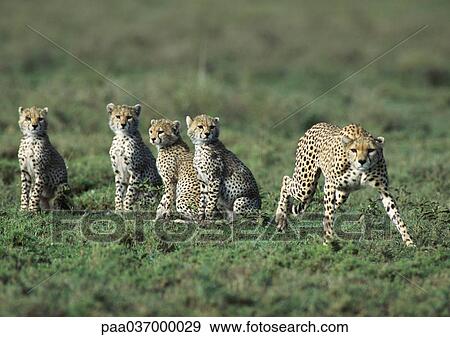Africa, Tanzania, adult cheetah and young cheetahs View Large Photo Image Stock Photo - Africa, Tanzania, adult cheetah and young cheetahs. Fotosearch