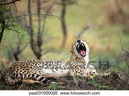 Africa, Tanzania, cheetah baring fangs View Large Photo Image Stock Photograph - Africa, Tanzania, cheetah baring fangs. Fotosearch