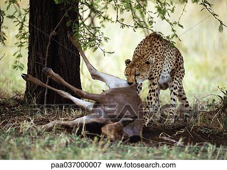 Africa, Tanzania, cheetah biting into prey View Large Photo Image Stock Photo - Africa, Tanzania, cheetah biting into prey. Fotosearch