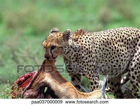 Africa, Tanzania, cheetah devouring prey View Large Photo Image Stock Photo - Africa, Tanzania, cheetah devouring prey. Fotosearch