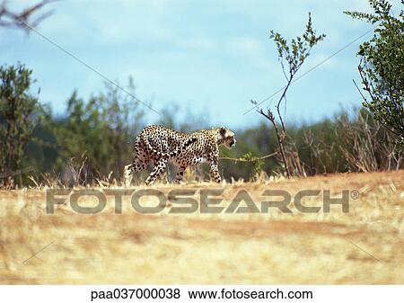 Africa, Tanzania, cheetah in Savannah View Large Photo Image Stock Photo - Africa, Tanzania, cheetah in Savannah. Fotosearch