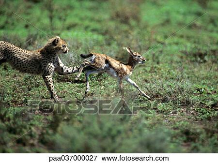 Africa, Tanzania, cheetah pursuing baby gazelle View Large Photo Image Stock Photo - Africa, Tanzania, cheetah pursuing baby gazelle. Fotosearch