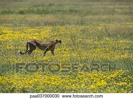 Africa, Tanzania, cheetah, side view View Large Photo Image Stock Image - Africa, Tanzania, cheetah, side view. Fotosearch