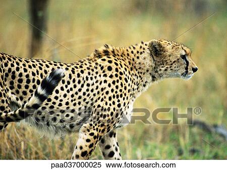 Africa, Tanzania, cheetah, side view View Large Photo Image Stock Photography - Africa, Tanzania, cheetah, side view. Fotosearch