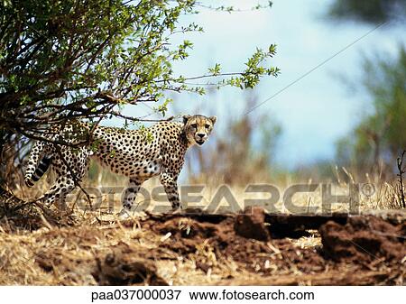 Africa, Tanzania, cheetah View Large Photo Image Stock Photo - Africa, Tanzania, cheetah. Fotosearch