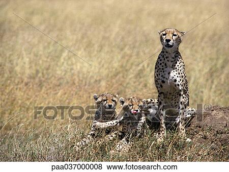 Africa, Tanzania, cheetahs in Savannah View Large Photo Image Stock Photo - Africa, Tanzania, cheetahs in Savannah. Fotosearch