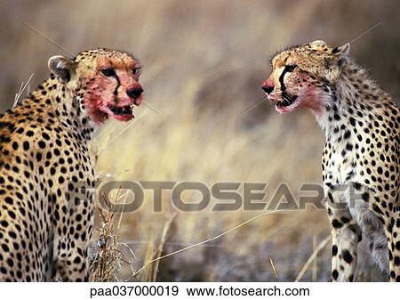 Africa, Tanzania, cheetahs sitting with blood-stained faces View Large Photo Image Stock Photo - Africa, Tanzania, cheetahs sitting with blood-stained faces. Fotosearch