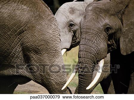Stock Photo - Africa, Tanzania, elephants, close-up. Fotosearch
