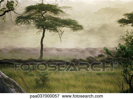 Africa, Tanzania, herd, blurred View Large Photo Image Stock Photo - Africa, Tanzania, herd, blurred. Fotosearch