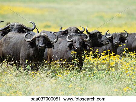 Africa, Tanzania, herd of buffalo, looking at camera View Large Photo Image Stock Image - Africa, Tanzania, herd of buffalo, looking at camera. Fotosearch