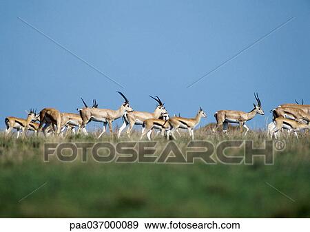 Africa, Tanzania, herd of gazelles on grassy plain View Large Photo Image Stock Photo - Africa, Tanzania, herd of gazelles on grassy plain. Fotosearch