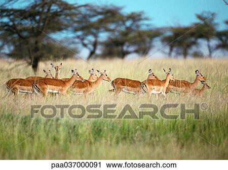 Africa, Tanzania, herd of impalas in savannah View Large Photo Image Stock Image - Africa, Tanzania, herd of impalas in savannah. Fotosearch