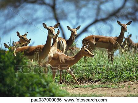 Africa, Tanzania, herd of impalas View Large Photo Image Stock Photograph - Africa, Tanzania, herd of impalas. Fotosearch