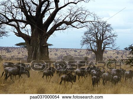 Africa, Tanzania, herd of wildebeests View Large Photo Image Picture - Africa, Tanzania, herd of wildebeests. Fotosearch