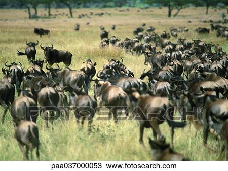 Stock Image - Africa, Tanzania, herd of wildebeests in Savannah, rear view. Fotosearch