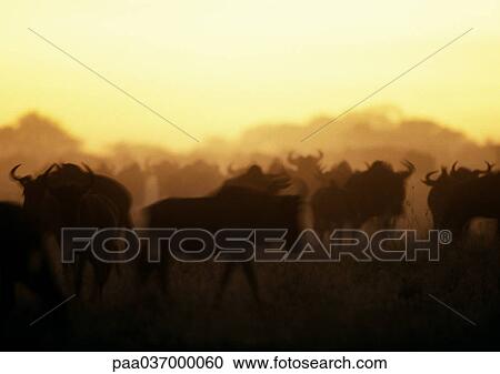 Africa, Tanzania, herd of wildebeests View Large Photo Image Stock Image - Africa, Tanzania, herd of wildebeests. Fotosearch