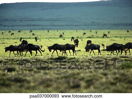 Africa, Tanzania, herd of wildebeests on grassy plain View Large Photo Image Stock Image - Africa, Tanzania, herd of wildebeests on grassy plain. Fotosearch