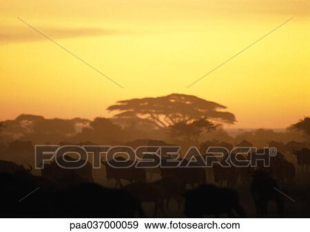 Africa, Tanzania, herd of wildebeests in savannah View Large Photo Image Stock Photo - Africa, Tanzania, herd of wildebeests in savannah. Fotosearch