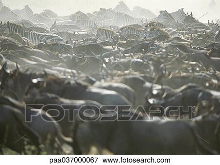 Africa, Tanzania, herd of wildebeests and zebras View Large Photo Image Stock Photo - Africa, Tanzania, herd of wildebeests and zebras. Fotosearch