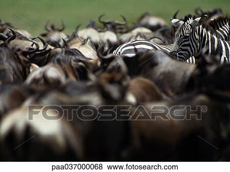 Africa, Tanzania, herd of wildebeests and zebras, close-up View Large Photo Image Stock Photo - Africa, Tanzania, herd of wildebeests and zebras, close-up. Fotosearch