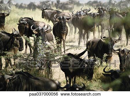 Africa, Tanzania, herd of wildebeests View Large Photo Image Stock Photograph - Africa, Tanzania, herd of wildebeests. Fotosearch