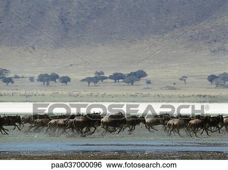 Africa, Tanzania, herd of wildebeests running through savannah View Large Photo Image Stock Photograph - Africa, Tanzania, herd of wildebeests running through savannah. Fotosearch