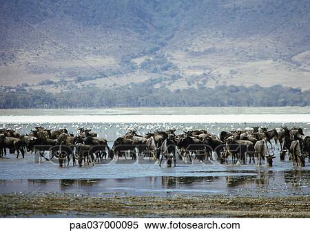 Stock Photography - Africa, Tanzania, herd of wildebeests drinking. Fotosearch