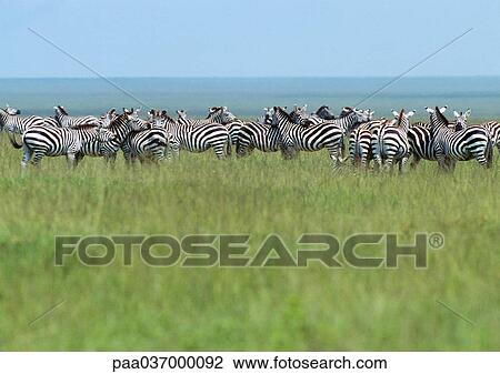 Africa, Tanzania, herd of zebras standing on grassy plain View Large Photo Image Stock Image - Africa, Tanzania, herd of zebras standing on grassy plain. Fotosearch