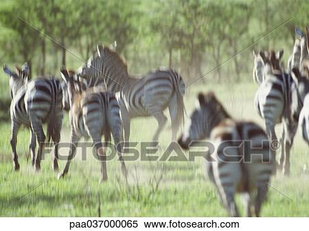 Africa, Tanzania, herd of zebras galloping View Large Photo Image Stock Photography - Africa, Tanzania, herd of zebras galloping. Fotosearch