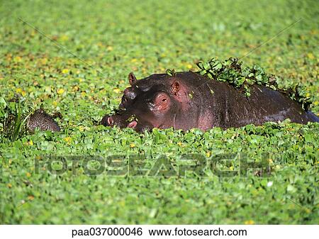 Africa, Tanzania, hippopotamus in water filled with aquatic plants View Large Photo Image Stock Photograph - Africa, Tanzania, hippopotamus in water filled with aquatic plants. Fotosearch