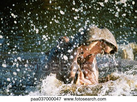 Africa, Tanzania, hippopotamus splashing in water View Large Photo Image Stock Photo - Africa, Tanzania, hippopotamus splashing in water. Fotosearch