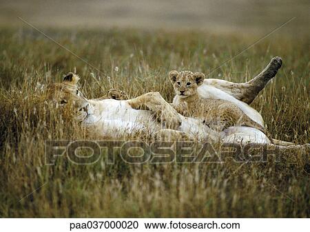 Africa, Tanzania, lion cub sitting on lioness' abdomen View Large Photo Image Stock Image - Africa, Tanzania, lion cub sitting on lioness' abdomen. Fotosearch
