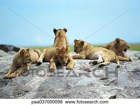 Africa, Tanzania, lion cubs lying on rock View Large Photo Image Stock Photo - Africa, Tanzania, lion cubs lying on rock. Fotosearch
