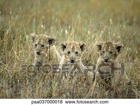 Africa, Tanzania, lion cubs View Large Photo Image Stock Photo - Africa, Tanzania, lion cubs. Fotosearch