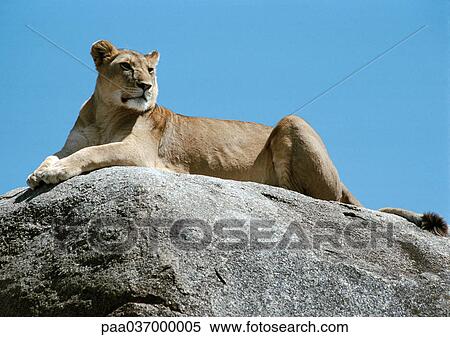 Africa, Tanzania, lioness lying on rock View Large Photo Image Stock Photography - Africa, Tanzania, lioness lying on rock. Fotosearch