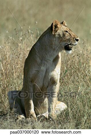 Africa, Tanzania, lioness sitting in grass View Large Photo Image Stock Image - Africa, Tanzania, lioness sitting in grass. Fotosearch