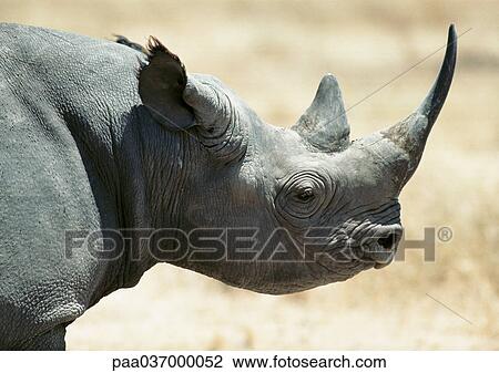 Africa, Tanzania, rhinoceros, focus on head View Large Photo Image Stock Image - Africa, Tanzania, rhinoceros, focus on head. Fotosearch