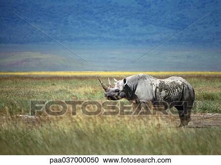 Africa, Tanzania, rhinoceros on plain, side view View Large Photo Image Stock Image - Africa, Tanzania, rhinoceros on plain, side view. Fotosearch
