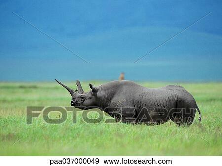Africa, Tanzania, rhinoceros on plain, side view View Large Photo Image Stock Photo - Africa, Tanzania, rhinoceros on plain, side view. Fotosearch