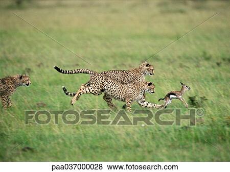 Africa, Tanzania, three cheetahs pursuing baby gazelle View Large Photo Image Stock Photo - Africa, Tanzania, three cheetahs pursuing baby gazelle. Fotosearch