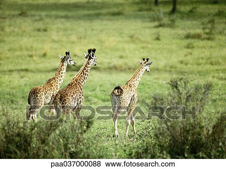 Africa, Tanzania, three giraffes on grassy plain, rear view View Large Photo Image Stock Photo - Africa, Tanzania, three giraffes on grassy plain, rear view. Fotosearch