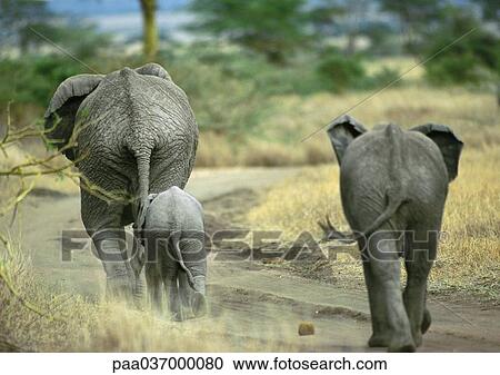 Stock Image - Africa, Tanzania, two adult elephants and baby elephant, rear view. Fotosearch
