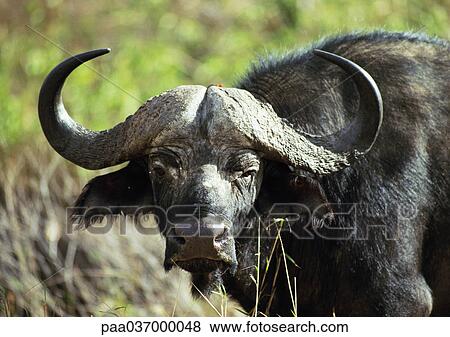Africa, Tanzania, wildebeest, focus on head View Large Photo Image Stock Photo - Africa, Tanzania, wildebeest, focus on head. Fotosearch
