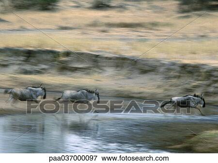 Africa, Tanzania, wildebeests running View Large Photo Image Stock Photo - Africa, Tanzania, wildebeests running. Fotosearch