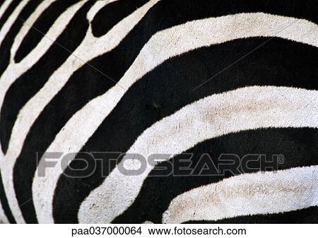 Africa, Tanzania, zebra, close-up View Large Photo Image Picture - Africa, Tanzania, zebra, close-up. Fotosearch