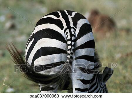 Africa, Tanzania, zebra, rear view View Large Photo Image Stock Image - Africa, Tanzania, zebra, rear view. Fotosearch