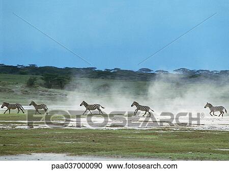 Africa, Tanzania, zebras galloping through grassland, kicking up dust View Large Photo Image Stock Image - Africa, Tanzania, zebras galloping through grassland, kicking up dust. Fotosearch
