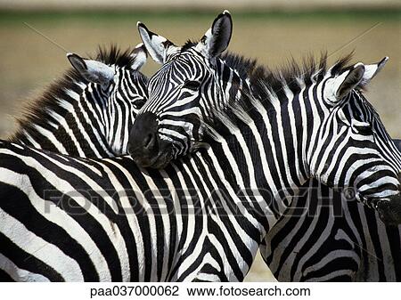 Africa, Tanzania, zebras View Large Photo Image Stock Image - Africa, Tanzania, zebras. Fotosearch