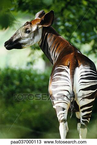 Africa, Zaire, okapi looking over shoulder, rear view View Large Photo Image Stock Image - Africa, Zaire, okapi looking over shoulder, rear view. Fotosearch