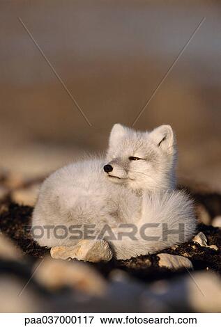 Stock Photo - Canada, arctic fox curled up on ground. Fotosearch